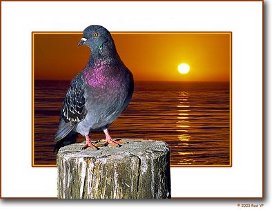 Pigeon - 206