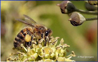 eating bee