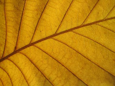 Leaf in October