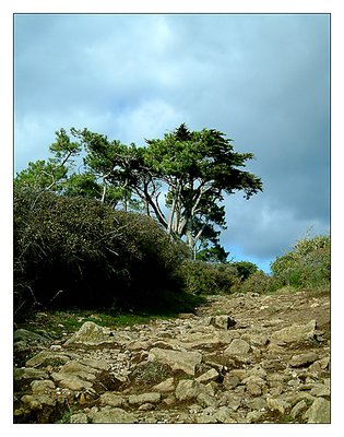 Rocks and Trees