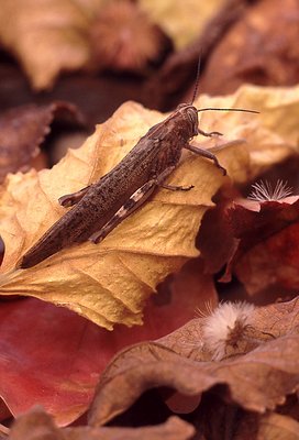 Late Autumn