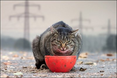 Wildcat