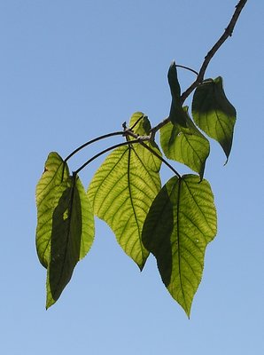 Leaves