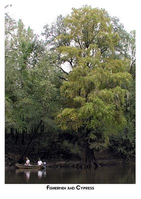 Fishermen and Cypress