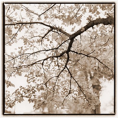 Autumn Tree