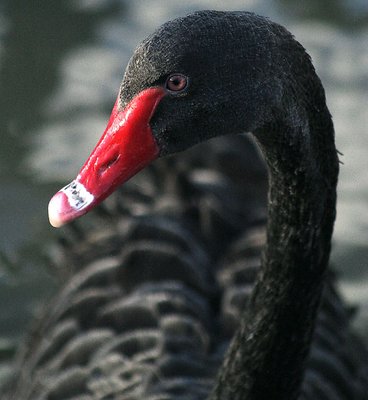 Black Swan