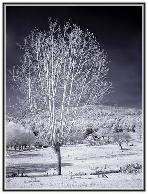 Lonely Tree in Infrared