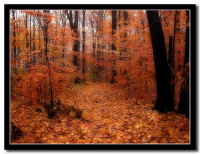 Wet Leaves