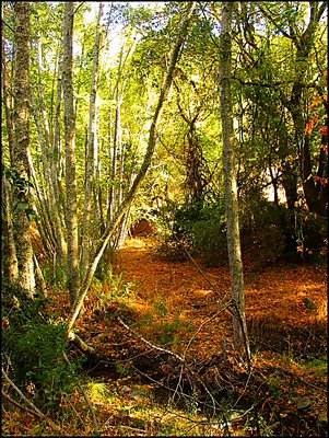 Edge Of the Forest