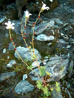 An arctic flower