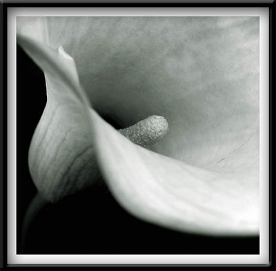 IN B+W