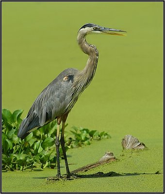 Great Blue Heron