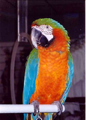 Macaw