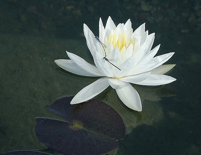 Balboa Park Water Lily