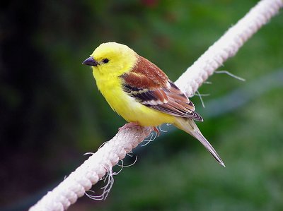 Bird on a Wire