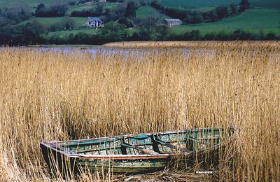 Boat in Reeds2