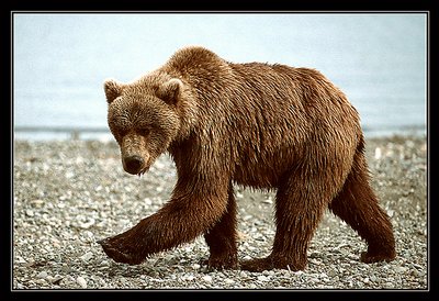 Brown Bear of Katmai