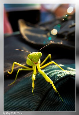 Hi! I'm Mantis.