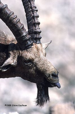 Nubian Ibex