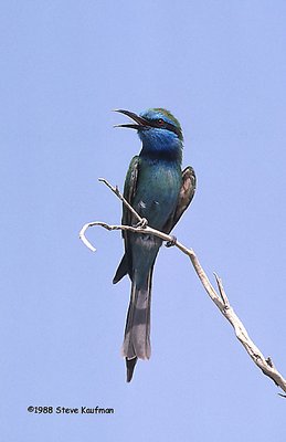 Little Green Bee-Eater