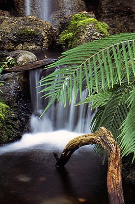 Tropical Falls