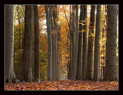 Autumn in Brabant (NL)