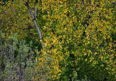 Autumn trees