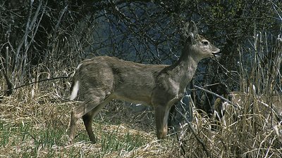 Deer - profile