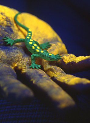 A lizard in the hand....