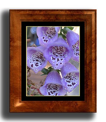 Foxglove under Dew I