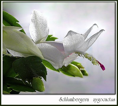 X-mas cactus blossom...