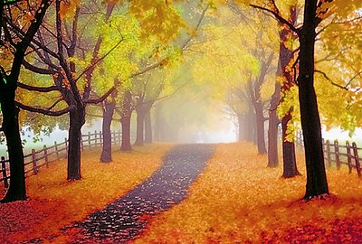 Fall Path