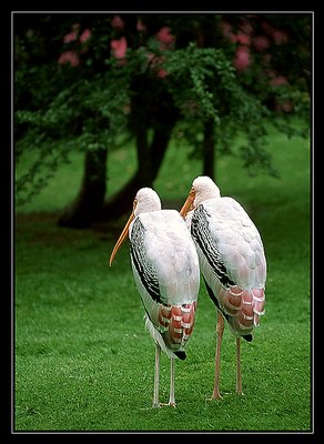 Odd Couple of Painted Storks