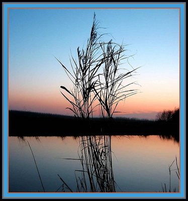 Reed in evening light