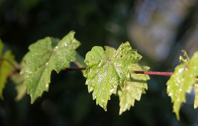 a row of green