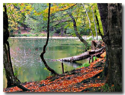 Seven Lakes - Tree, Leaf, Lake - II