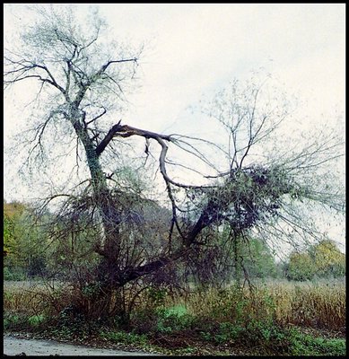 Tree in fall