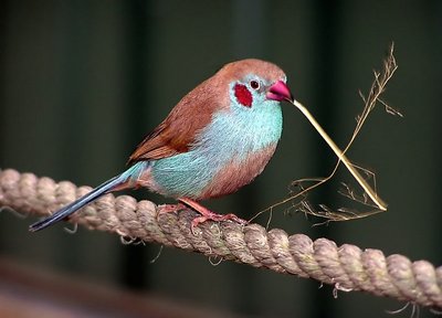 Tiny bird with grass