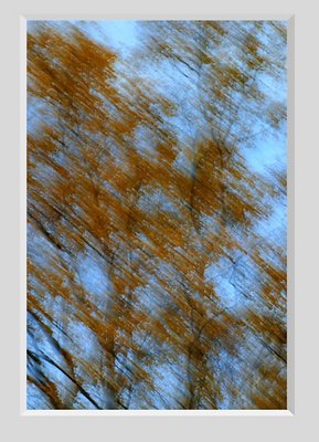 Blurred Trees