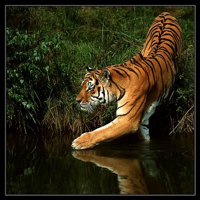Amoer Tiger