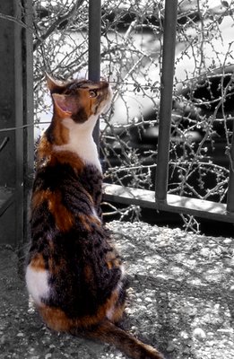 Calico kitty