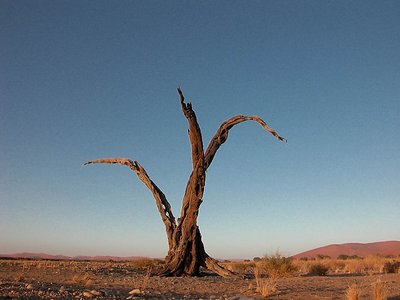 Tree - Kalahary Desert, Namibia