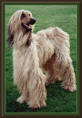 Portrait of Afghanhound
