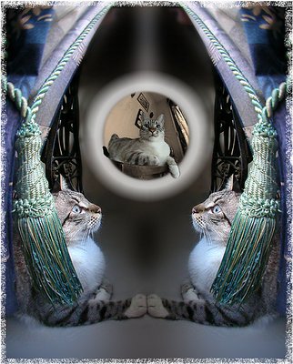 Mistic cat