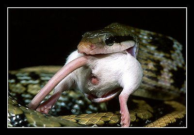 'Elaphe Taeinurus' snake with prey
