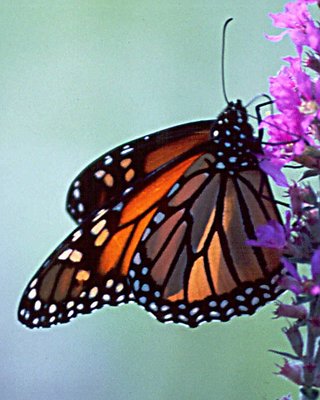 monarch