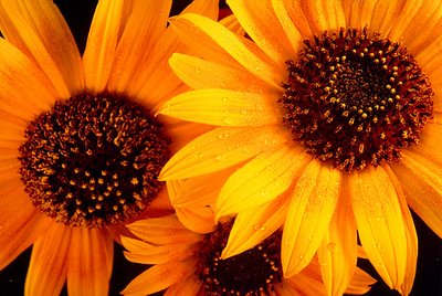 Sunflowers Peeking