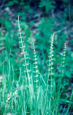 Swamp Plant