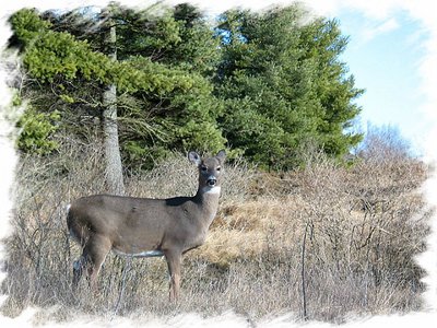 Autumn Deer