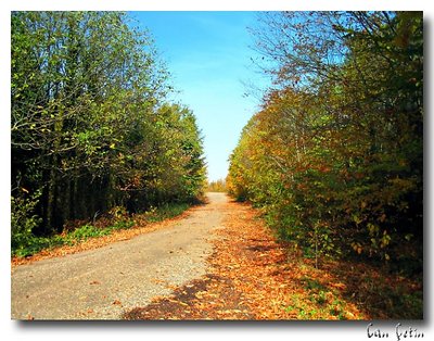 Autumn Road...